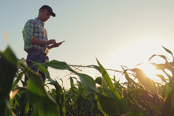 Young farmer working in a cornfield, inspecting and tuning irrigation center pivot sprinkler system on smartphone connected to fiber internet.